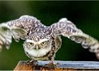 Burrowing Owl - Davis Greenwood (Open).jpg
